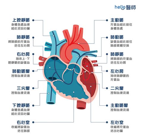 心臟旁邊是什麼|心臟的各部位及其功能